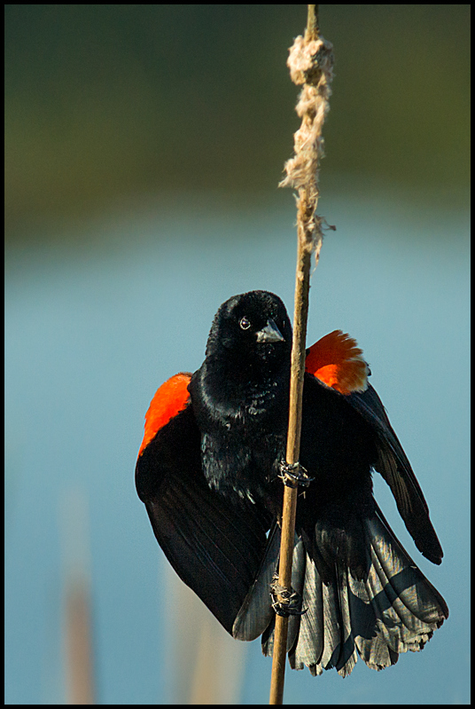 Red-Winged Blackbird