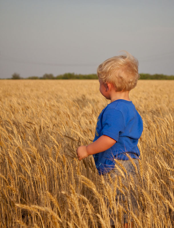 Wheat Harvest in Texas