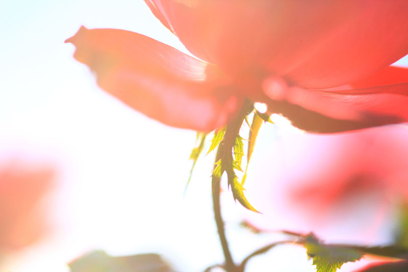 Autumn Rose
