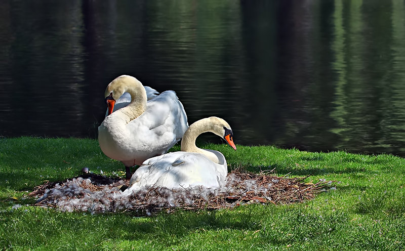 Swans In Waiting