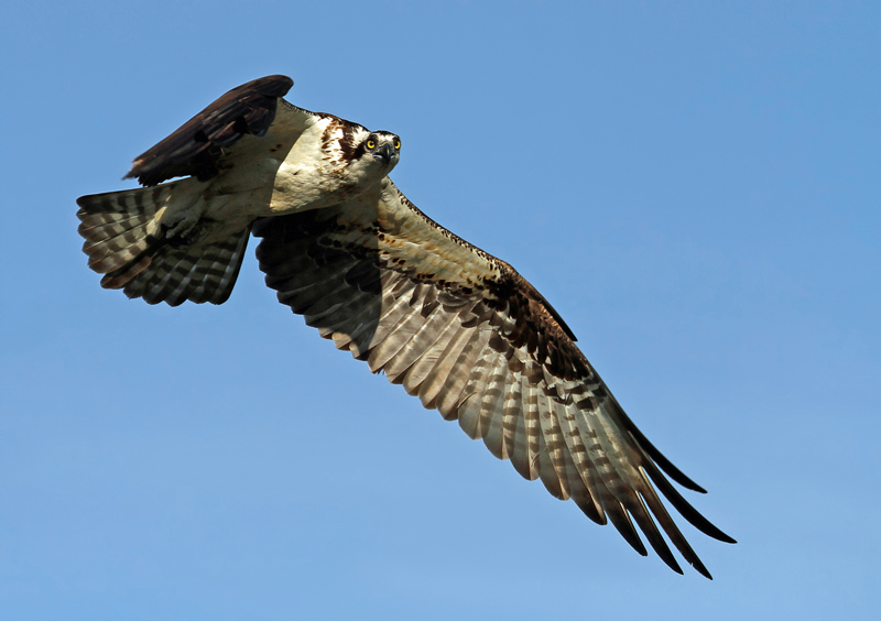 Osprey Morning