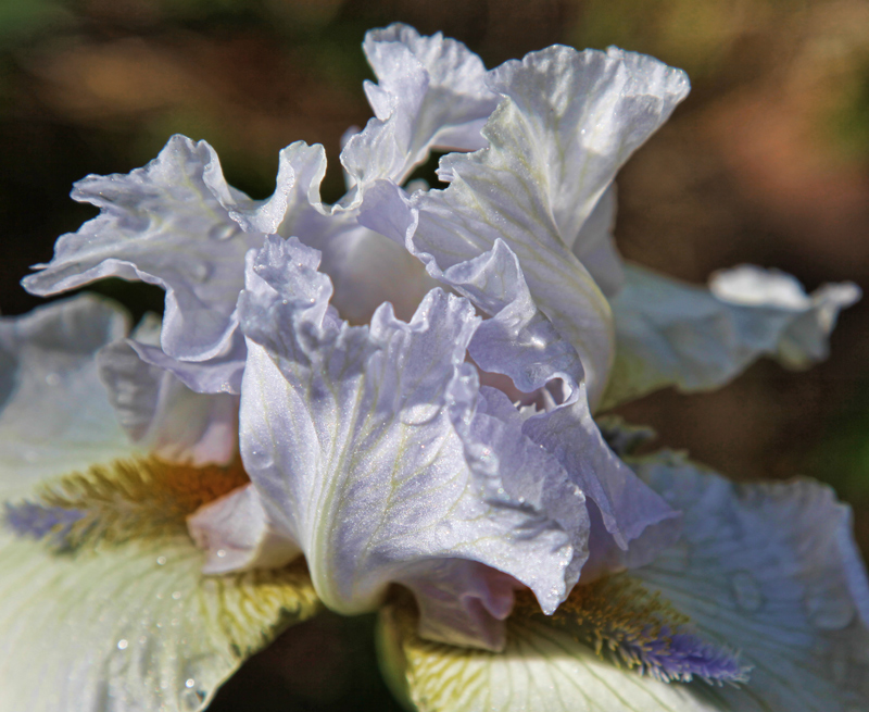 Iris