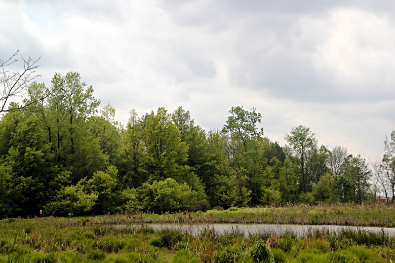 Marsh Pond