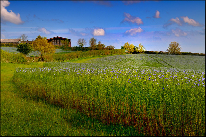 Flax Field