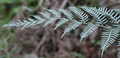 Fern