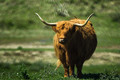 The symmetry of horns
