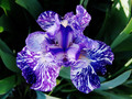 Iridescent Perfection