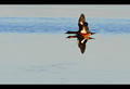Two Ducks Together