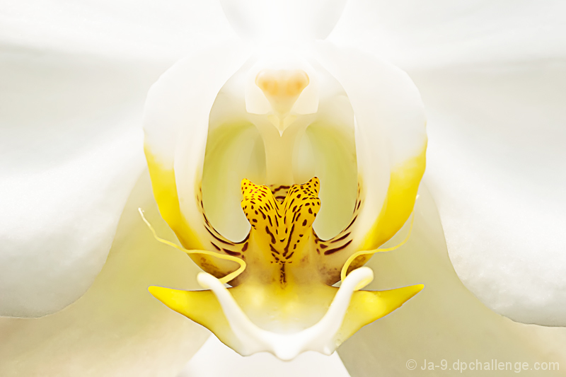Elegant Harmony