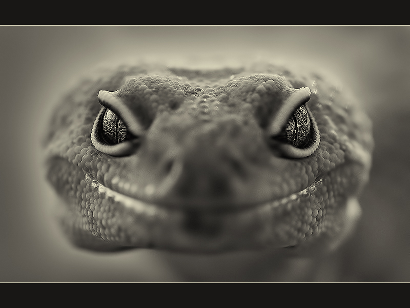 Gecko