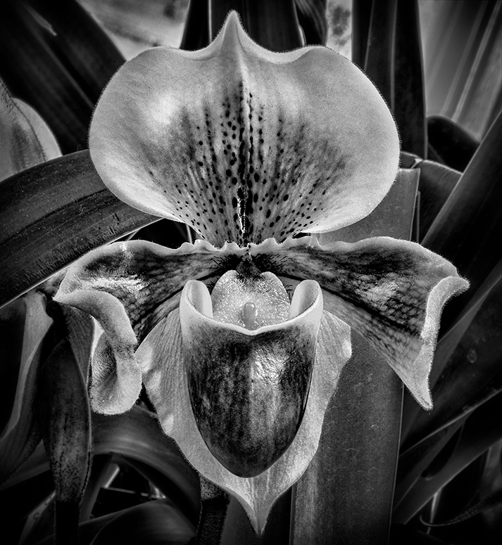 Orchid