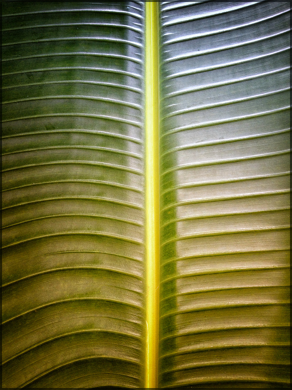Palm Fan