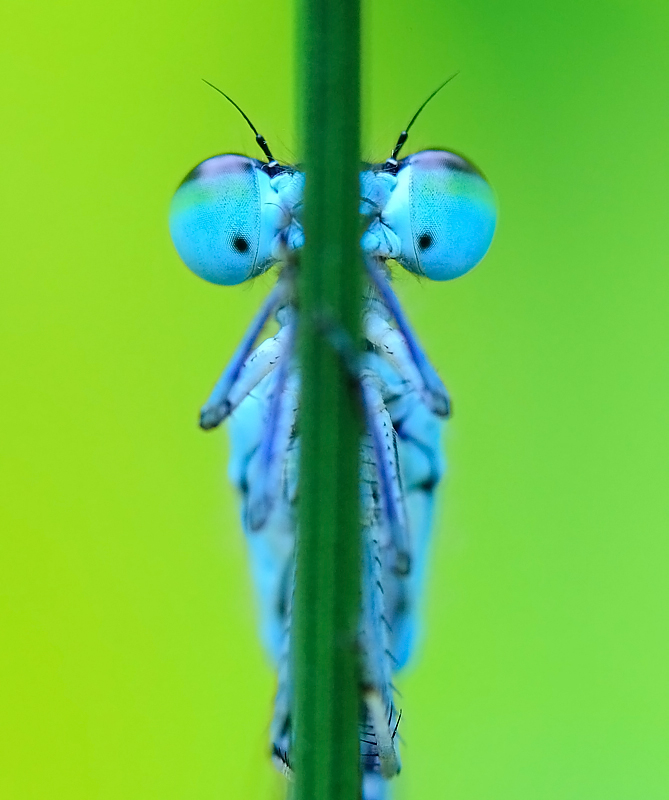 damselfly