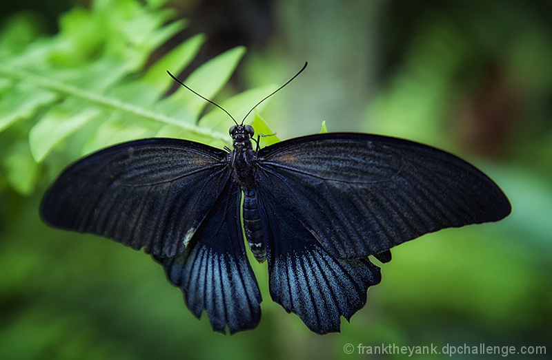 Wings 