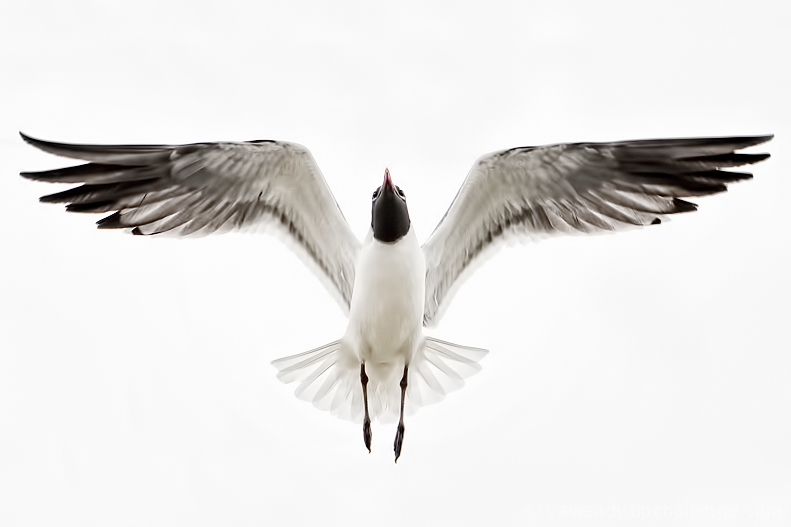 Sunward I’ve climbed, and joined the tumbling mirth