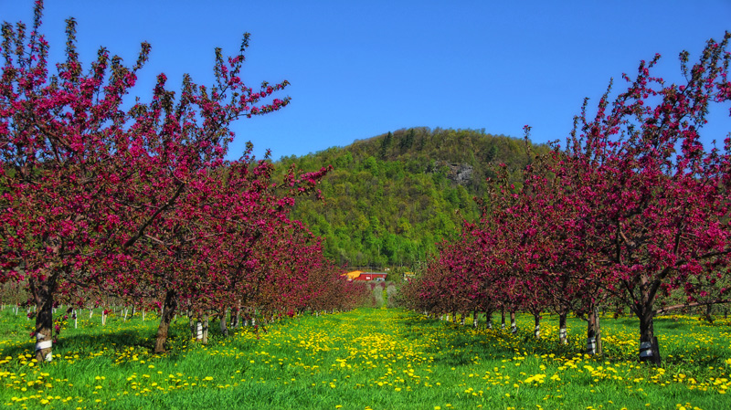 The Orchard