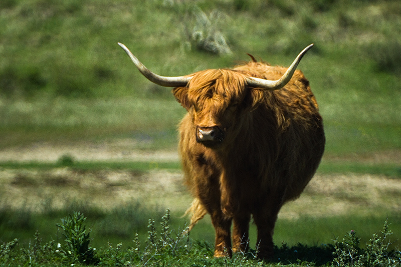 The symmetry of horns