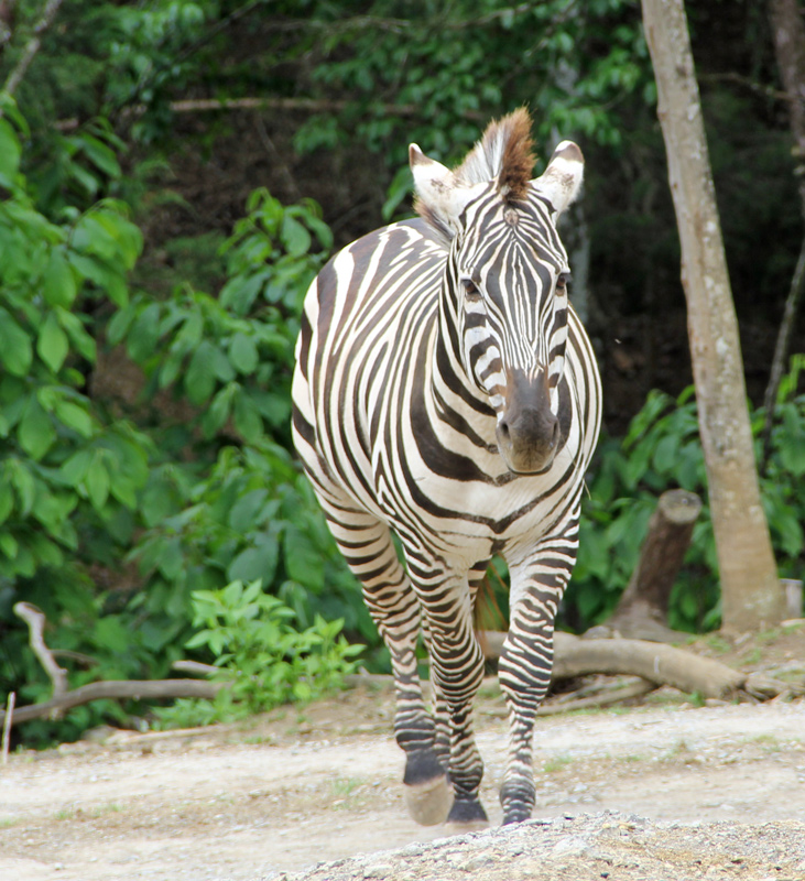 Symmetrical Stripes