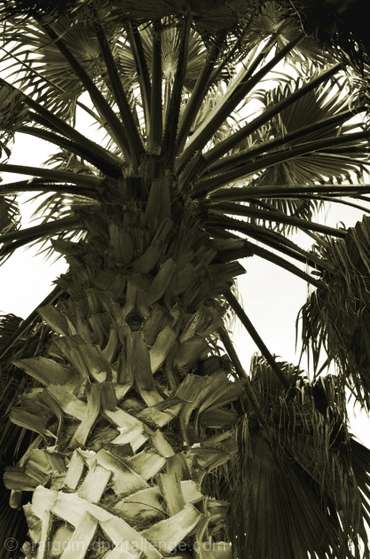 Washingtonia Palm