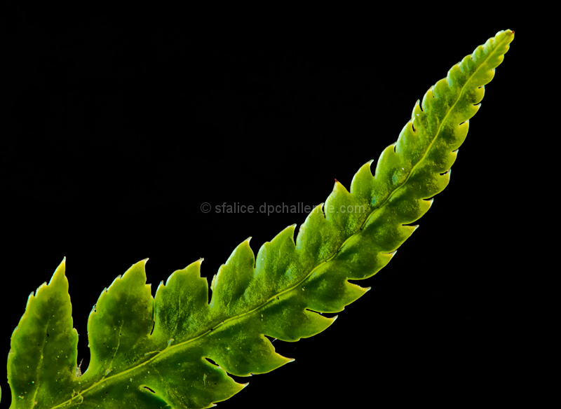 Fractal Fern