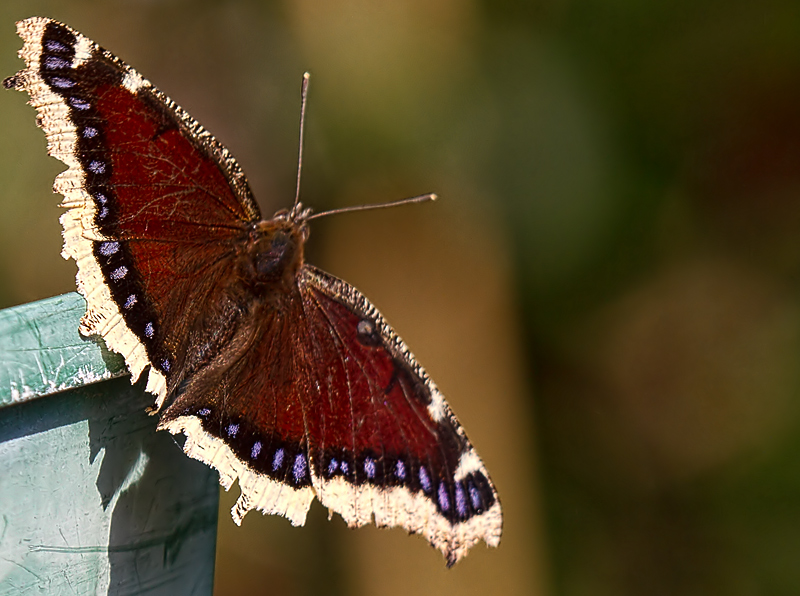 Mourning Cloak Butterfly 