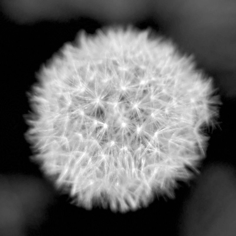 Tarax Obscura