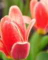 Spring Tulip