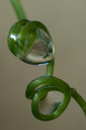 CopyRight Thierry Desvignes