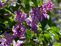 Lilacs in bloom