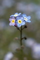 Forget-me-not