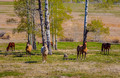 springtime in  the foothills