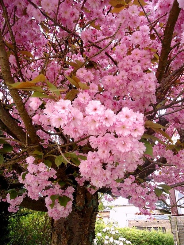 Bloom like you mean it!