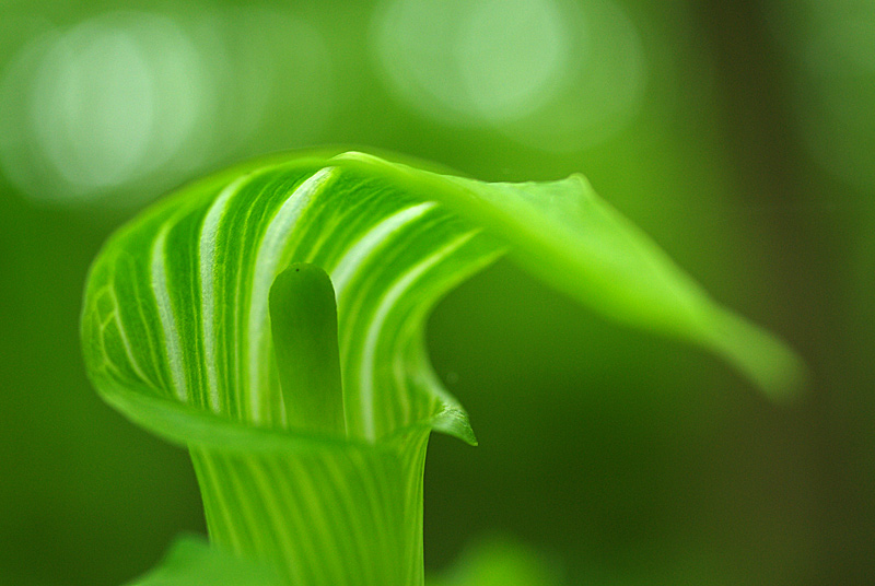 Young Jack-in-the-Pulpit