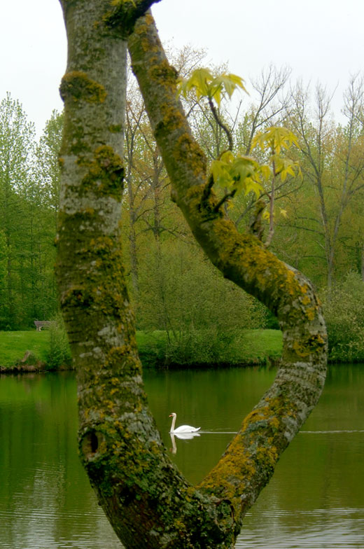 le-cygne