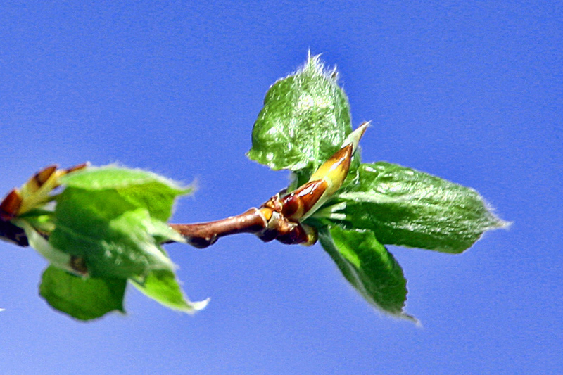 Colorado high mountail Aspens are leafing out