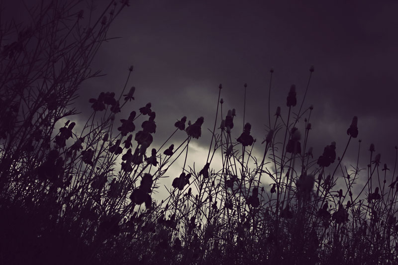 May Showers bring May Flowers?