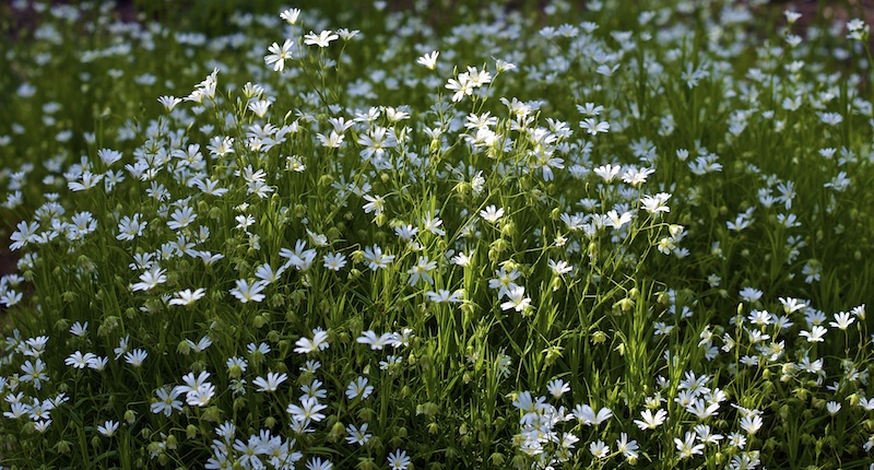 Wild Flowers