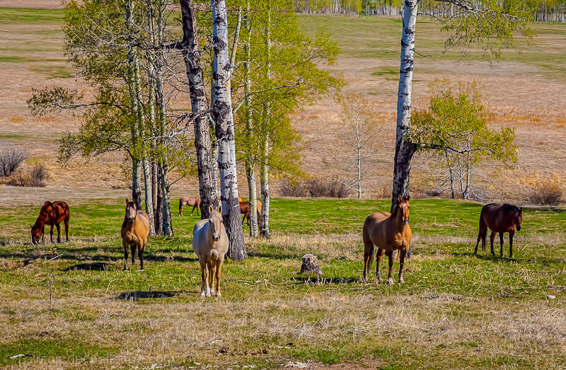 springtime in  the foothills