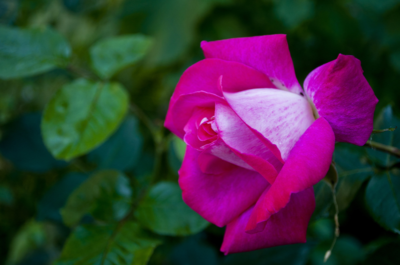 Spring... you are welcome!