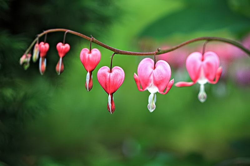 Bleeding Hearts