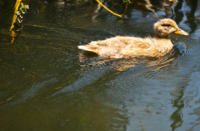 Time for the Ugly Duckling