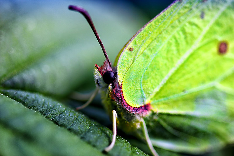 Brimstone Butterfly