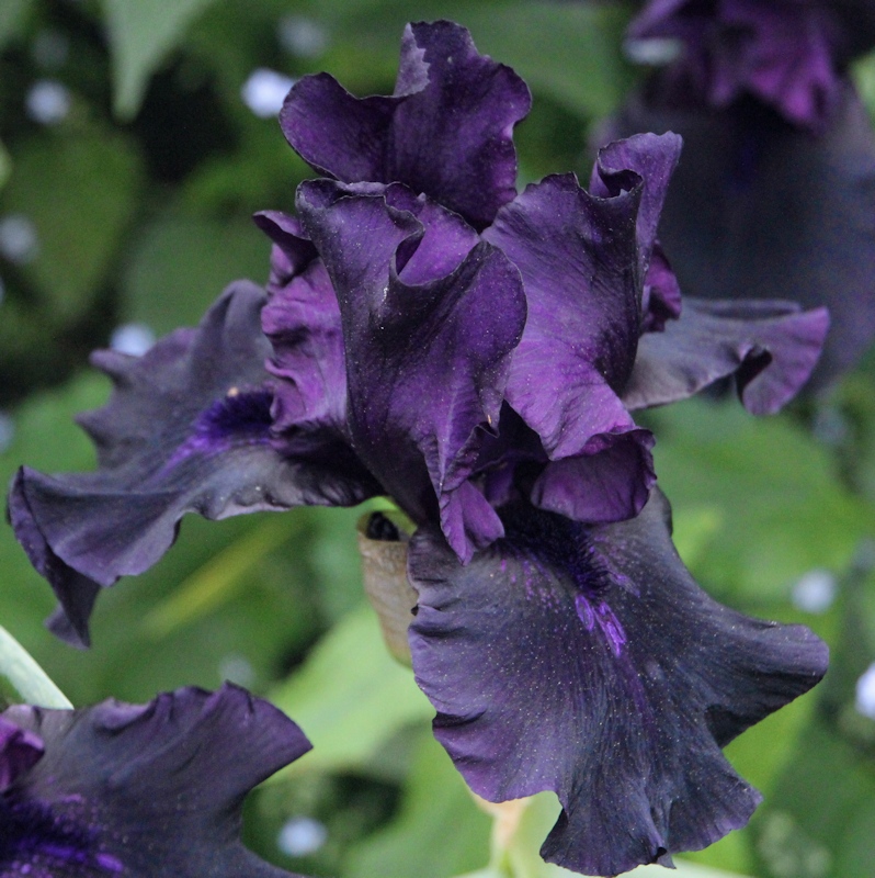 Black Iris