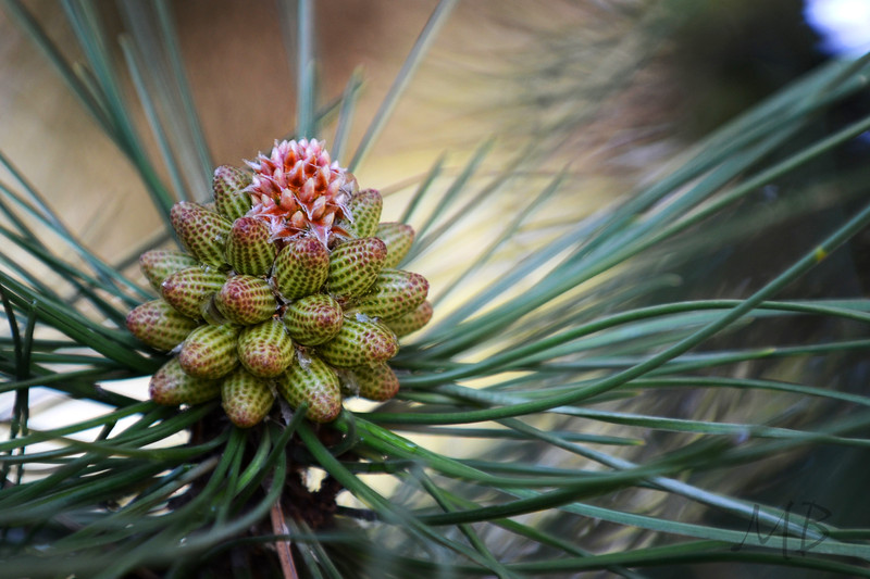 budding