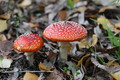 Autumn Toadstool