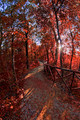Red path