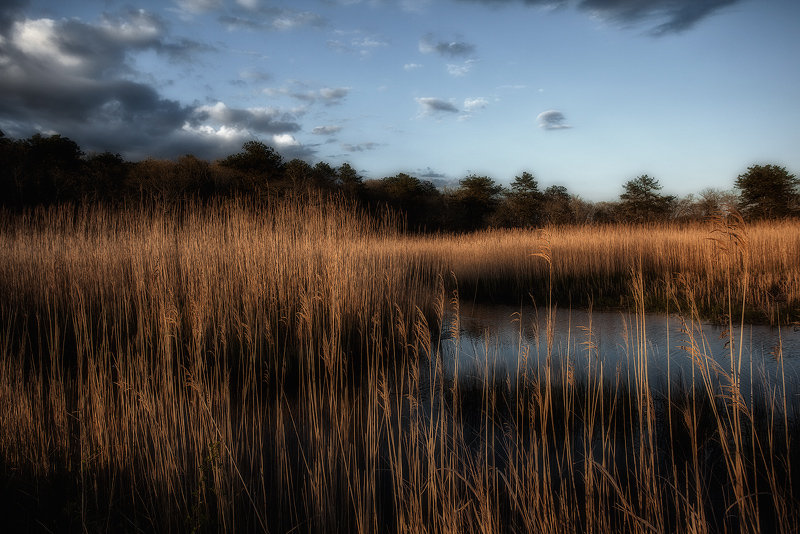 Evening Light