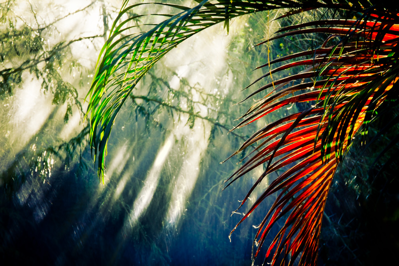 Jungle Rays