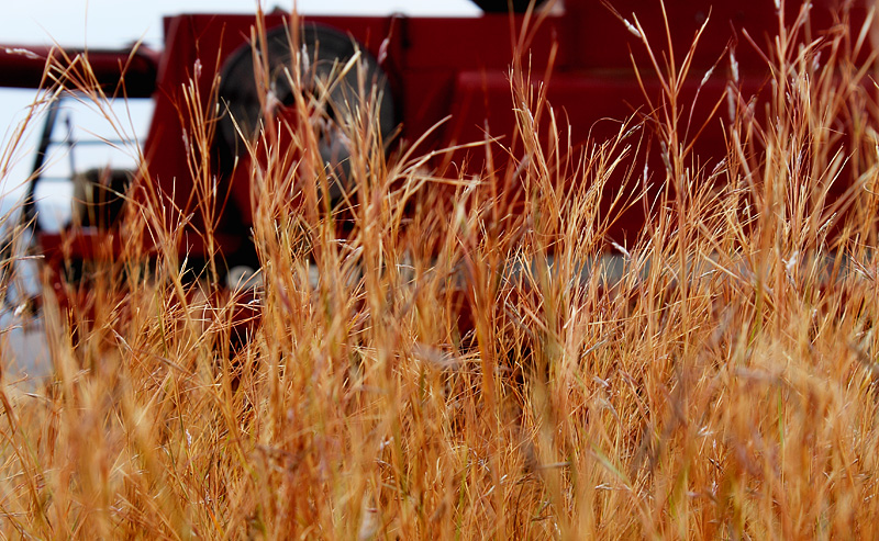 Autum-Harvest