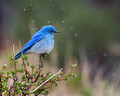Hope is the thing with feathers...